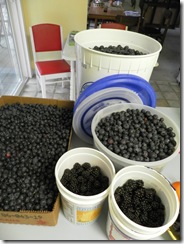 blueberries 14