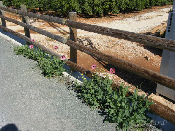 2013_04070310.jpg