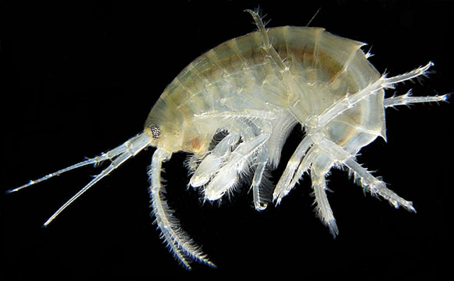 The crustacean Grammarus locusta. Wikipedia