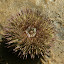 Crazy little things up close, their spikes move and close around anything that you prod it with.
