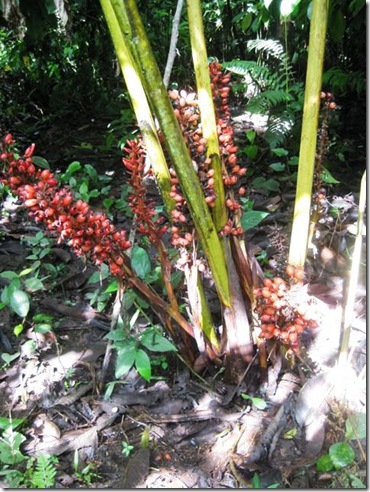renelamia sp renelamia sp