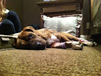 They lay close and listen when we need to vent.