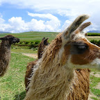 Georgous animals