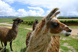 Georgous animals