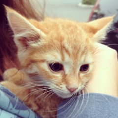 kitty kitty