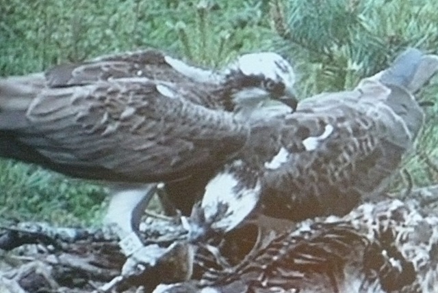 [mother%2520osprey%2520takes%2520first%2520go%2520at%2520the%2520fish%255B6%255D.jpg]
