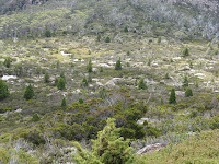  Pencil Pines in Saddle Photo