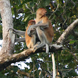 A female proboscis and her child