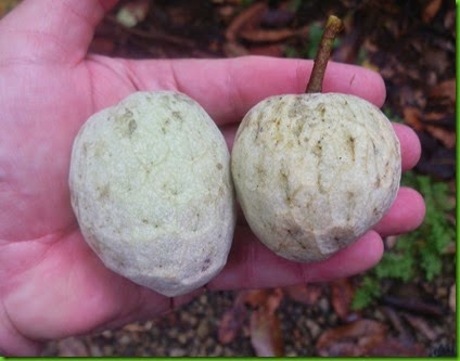 Annona hayesii (4) Annona hayesii (4)
