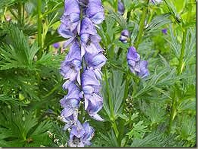 aconitum ferox