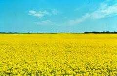 canola