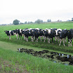 Koeien onderweg 18.JPG