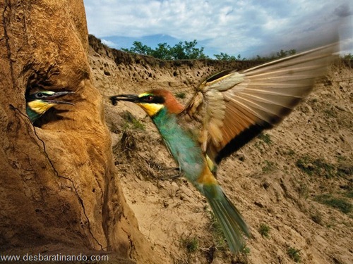 animais national geographic desbaratinando  (9)