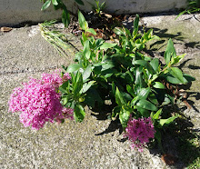Red%252520valerian%252520%252528centranthus%252520ruber%252529