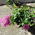 Red%252520valerian%252520%252528centranthus%252520ruber%252529