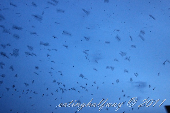Mamadyang birds in flight