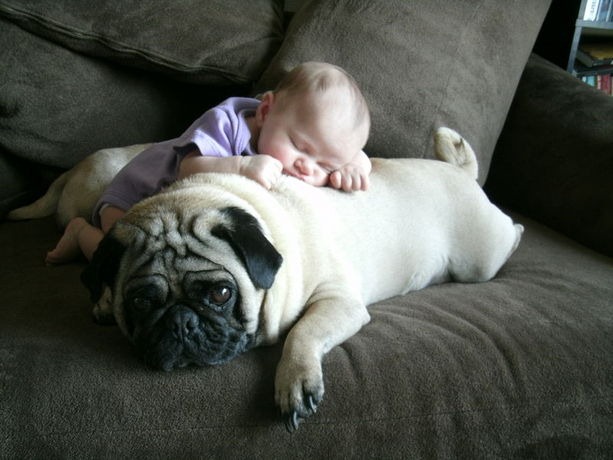 [dog4%255B5%255D.jpg]