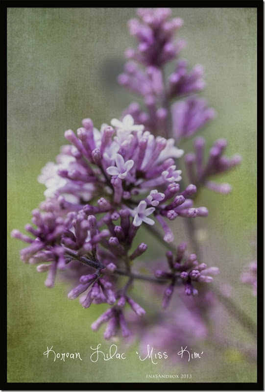Miss Kim Lilac with KKawaken texture Miss Kim Lilac with KKawaken texture