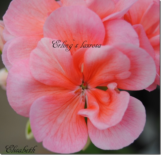 pelargonium i mai 118