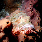 Scorpionfish