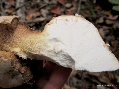 Calvatia craniiformis cut wedge Calvatia craniiformis cut wedge