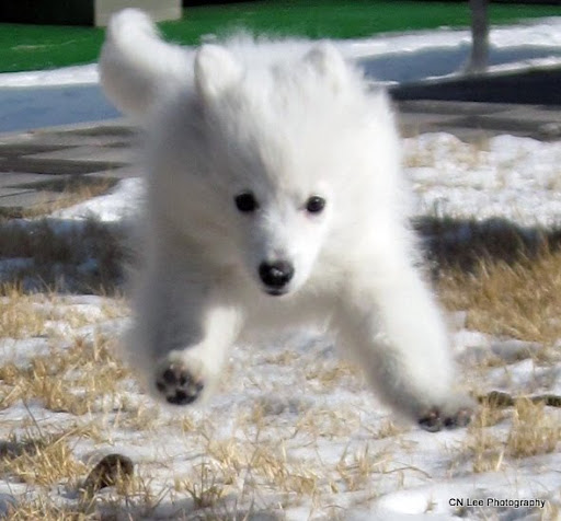 konalae japanese spitz