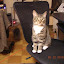 cats_chance_2010-05-22_07.JPG