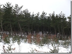DSCF6877