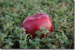 day 3 apple 024