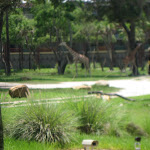 The Animal Kingdom resort hotel in Disney 06102011f
