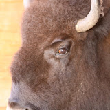 Buffalo