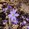 dsc07452.jpg