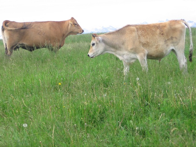 [Cow%2520096%255B3%255D.jpg]