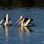 DSC_9917.JPG