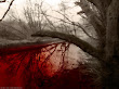 Bloody River Trees Roots