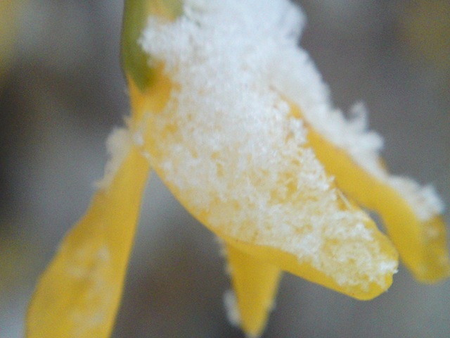 [Floare%2520de%2520Forzitie%2520cu%2520zapada%255B3%255D.jpg]