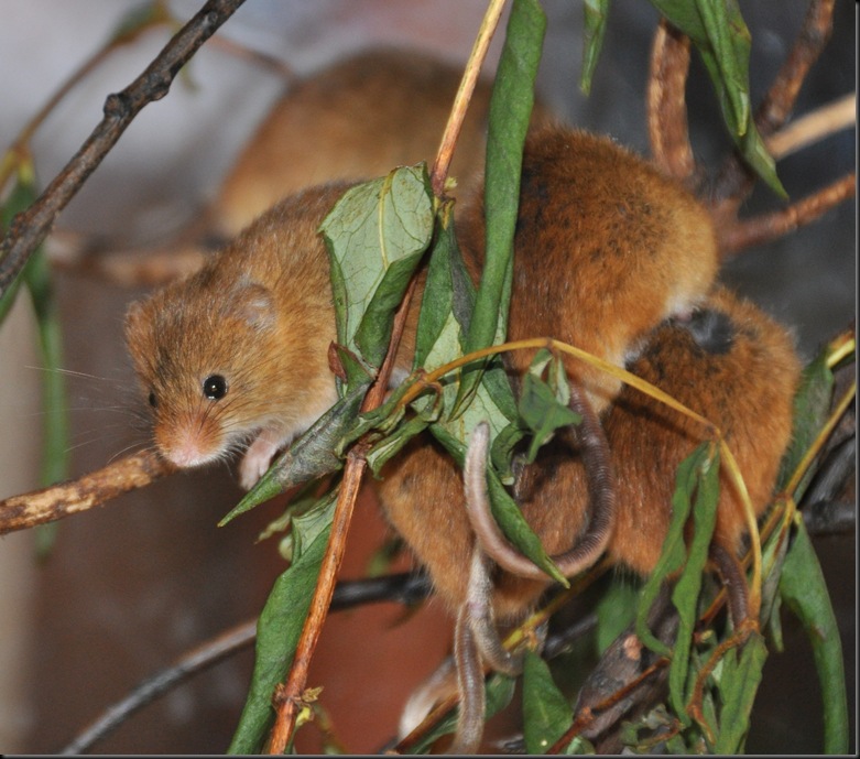 A tangle of Harvest Mice 3 Sept 2012 (cropped) DSC_0280 A tangle of Harvest Mice 3 Sept 2012 (cropped) DSC_0280