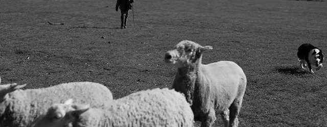 davesdogs davesdogs