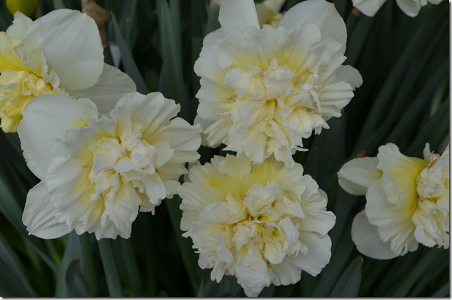 DSC_0008 DSC_0008
