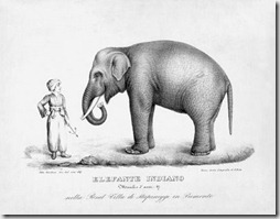 Salomón - El viaje del elefante