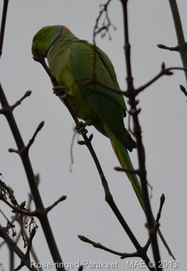 2013-11-24 Parakeet in the Garden 001