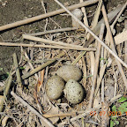 DSCN9549.JPG