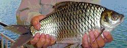 Silver Barb
