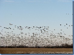 5778 Arkansas - I-40 - flock of birds