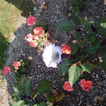DSC05341.JPG