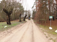 droga z wierzbami