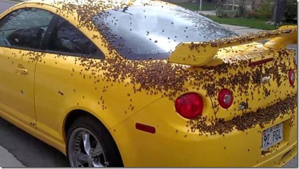 Chevrolet camaro (2)