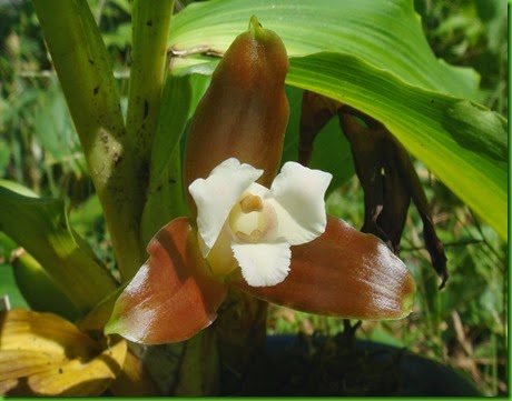 OR Lycaste macrophylla