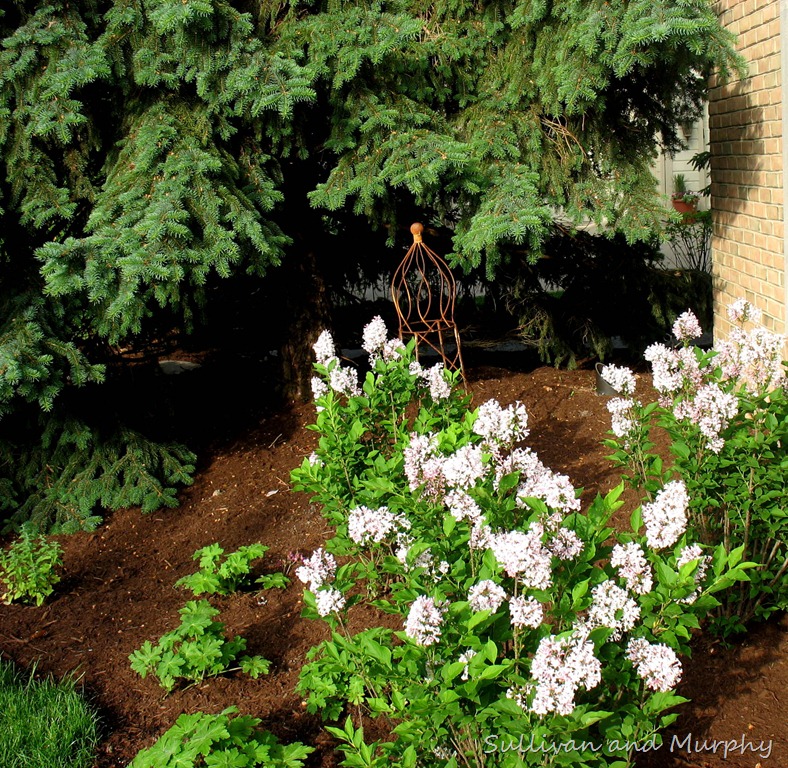 [lilacs%255B4%255D.jpg]