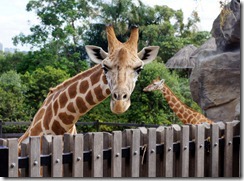 Giraffes, Taronga Zoo